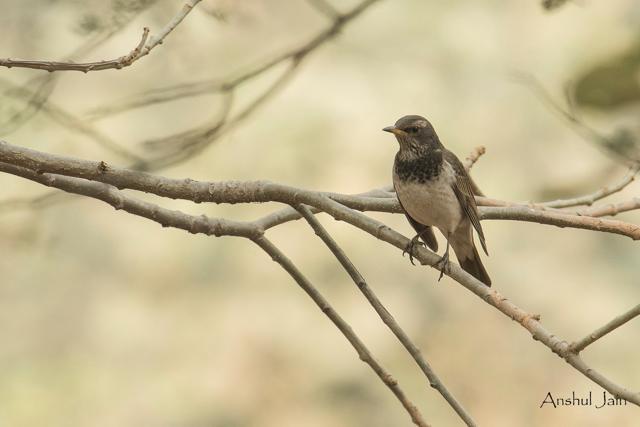 Black-throated thrush. Black-throated thrush.