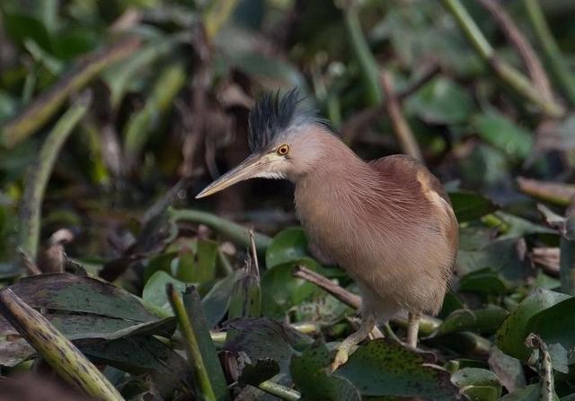 A yellow bittern. A yellow bittern.