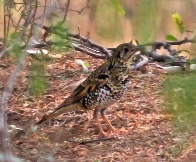 Scaly thrush. Scaly thrush.