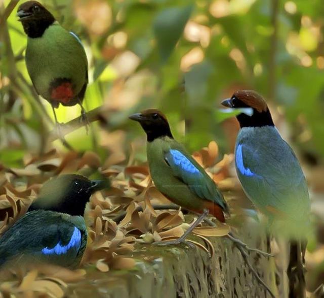A group of hooded pittas photographed at Kalesar. (SURESH C SHARMA) A group of hooded pittas photographed at Kalesar. (SURESH C SHARMA)