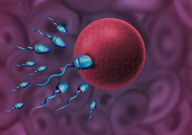 Euploid embryos are known to have a high probability of implantation and a low probability of miscarriage. (Shutterstock) Euploid embryos are known to have a high probability of implantation and a low probability of miscarriage. (Shutterstock)