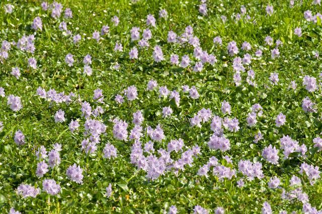 Invasive plants are species that show a tendency to spread out of control. (Shutterstock) Invasive plants are species that show a tendency to spread out of control. (Shutterstock)