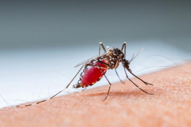Malaria is most commonly transmitted by an infected female Anopheles mosquito. (Getty Images/iStockphoto) Malaria is most commonly transmitted by an infected female Anopheles mosquito. (Getty Images/iStockphoto)