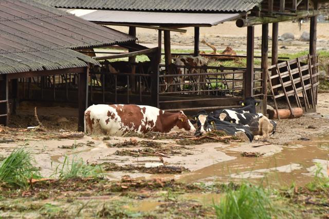 Cows are seen in the mud following heavy flooding in Asakura. (AFP Photo) Cows are seen in the mud following heavy flooding in Asakura. (AFP Photo)