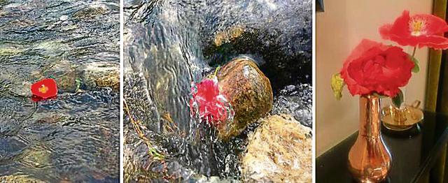 The poppy adrift in the swift Beas near Manali; (centre) gets caught amid rocks; and (right) blooms after rescue along with a rose in the writer's room. (VIKRAM JIT SINGH) The poppy adrift in the swift Beas near Manali; (centre) gets caught amid rocks; and (right) blooms after rescue along with a rose in the writer's room. (VIKRAM JIT SINGH)