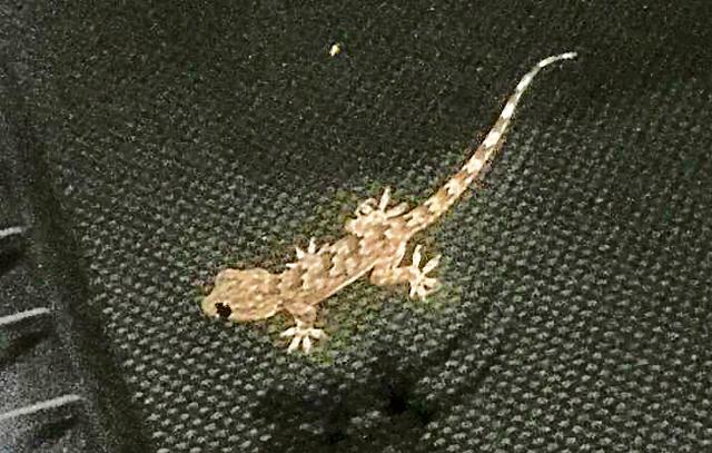 The little lizard clings for dear life to the car's windscreen. (VIKRAM JIT SINGH)