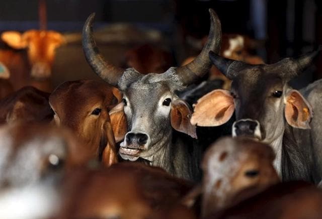 Gender Bias India Promotes Sex Selection In Cattle To Limit Birth Of