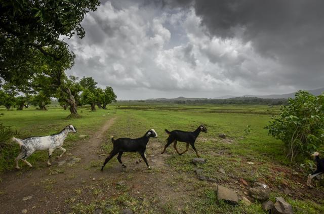 Goats frolic across Vankas village in Palghar. (Kunal Patil/HT) Goats frolic across Vankas village in Palghar. (Kunal Patil/HT)