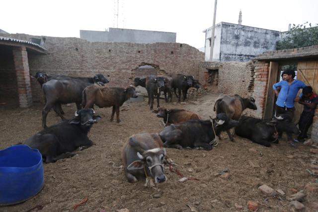 In this Thursday, March 30, 2017, file photo, buffaloes meant for slaughter stand tethered in Malihabad, on the outskirts of Lucknow. (AP File Photo) In this Thursday, March 30, 2017, file photo, buffaloes meant for slaughter stand tethered in Malihabad, on the outskirts of Lucknow. (AP File Photo)