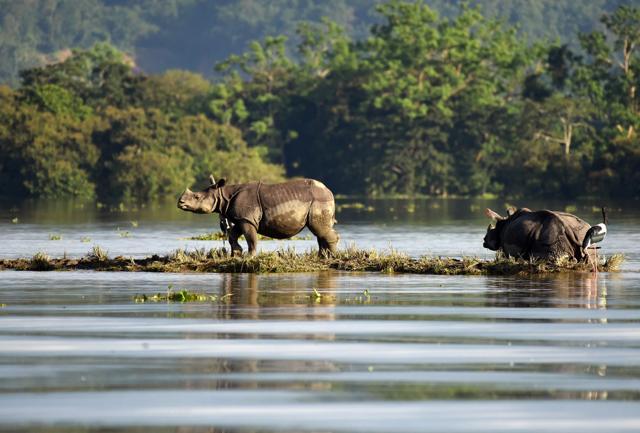 One-horned rhinoceroses are seen at the flooded Kaziranga National Park. (Reuters Photo) One-horned rhinoceroses are seen at the flooded Kaziranga National Park. (Reuters Photo)