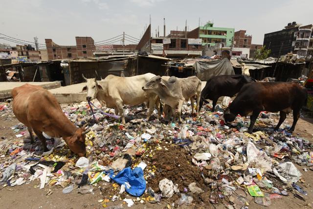 Cows at a garbage dump opposite Sector-3 Fire station, in Noida, India. (Virendra Singh Gosain/ Hindustan Times) Cows at a garbage dump opposite Sector-3 Fire station, in Noida, India. (Virendra Singh Gosain/ Hindustan Times)