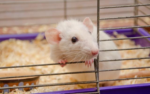 When the circuit was artificially switched on, low-ranking mice were immediately emboldened. (Shutterstock) When the circuit was artificially switched on, low-ranking mice were immediately emboldened. (Shutterstock)