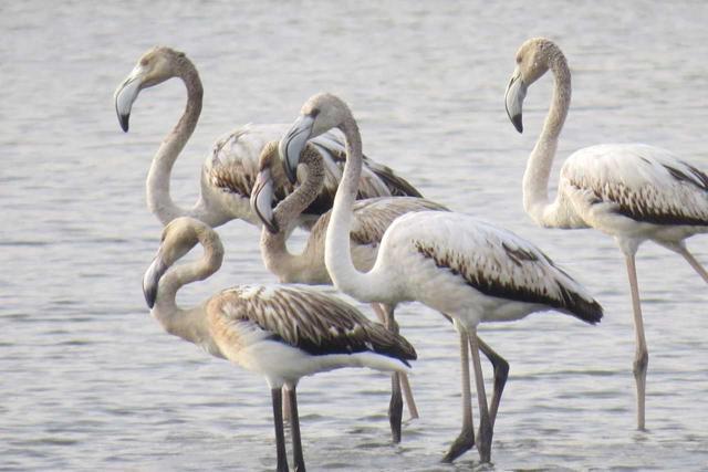 Wildlife filmmaker Sumesh Lekhi had conducted a study at this wetland site and identified it as an important bird habitat. Wildlife filmmaker Sumesh Lekhi had conducted a study at this wetland site and identified it as an important bird habitat.