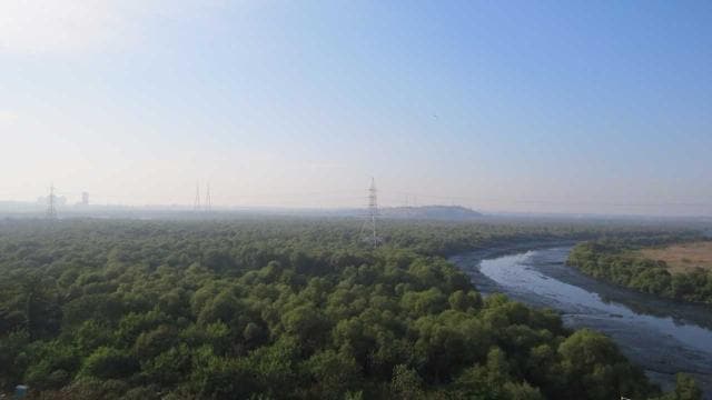 Wetlands are breeding grounds for a number of animals and birds. They also filter water and air by absorbing impurities Wetlands are breeding grounds for a number of animals and birds. They also filter water and air by absorbing impurities