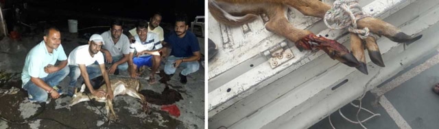 Wounded Cheetal fawn with rescue party; and (right) dogs had bitten to bone of fawn’s hind leg. (BHAG SINGH DAMDAMA)