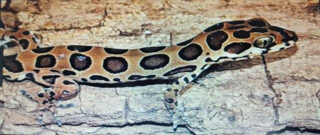 Cyrtodactylus varadgirii was discovered at Aarey Colony and SGNP. (HT) Cyrtodactylus varadgirii was discovered at Aarey Colony and SGNP. (HT)