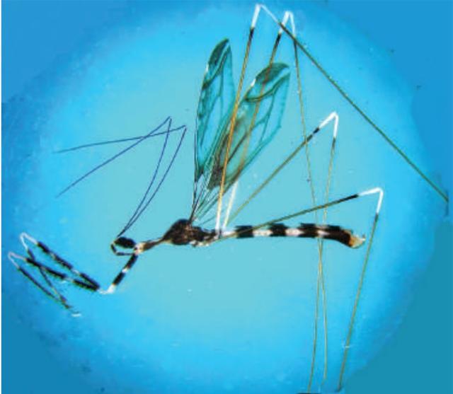 Myiophanes greeni - the thread-legged assassin bug. (HT) Myiophanes greeni - the thread-legged assassin bug. (HT)