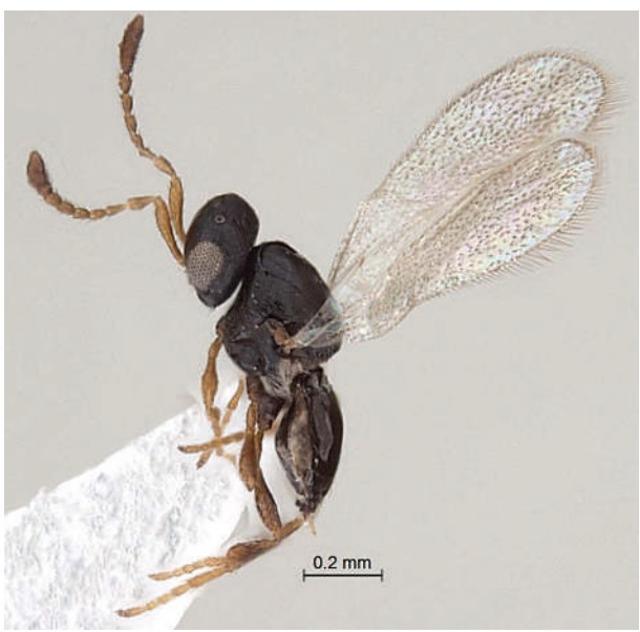 The Amitus vignus. (HT) The Amitus vignus. (HT)