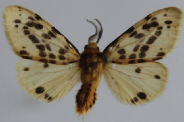 Lemyra (Thyrgorina) pseudoburmanica - a butterfly species discovered in Matheran. (HT) Lemyra (Thyrgorina) pseudoburmanica - a butterfly species discovered in Matheran. (HT)