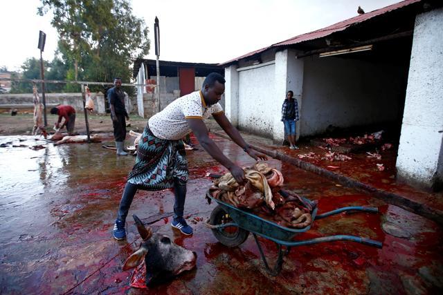 Abbas collects the leftover meat from the slaughterhouse and meat market within Harar. He uses this refuse from within the city and feeds it to the hyenas, reducing their need to forage and hunt within city limits. (Tiksa Negeri / REUTERS) Abbas collects the leftover meat from the slaughterhouse and meat market within Harar. He uses this refuse from within the city and feeds it to the hyenas, reducing their need to forage and hunt within city limits. (Tiksa Negeri / REUTERS)