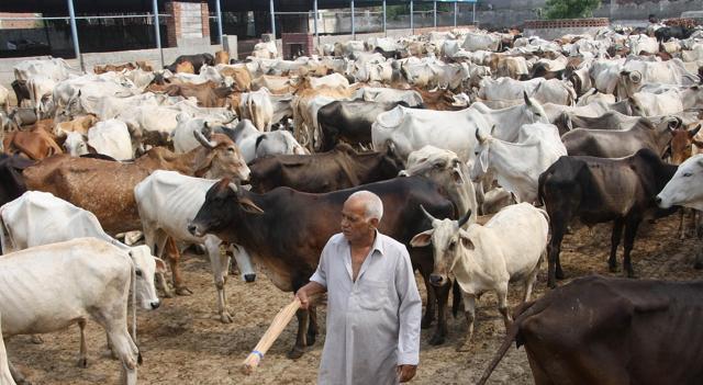 The number of cattle in the government gaushala at Karnal has increased from 50 last December to over 500. (Manoj Dhaka/HT) The number of cattle in the government gaushala at Karnal has increased from 50 last December to over 500. (Manoj Dhaka/HT)