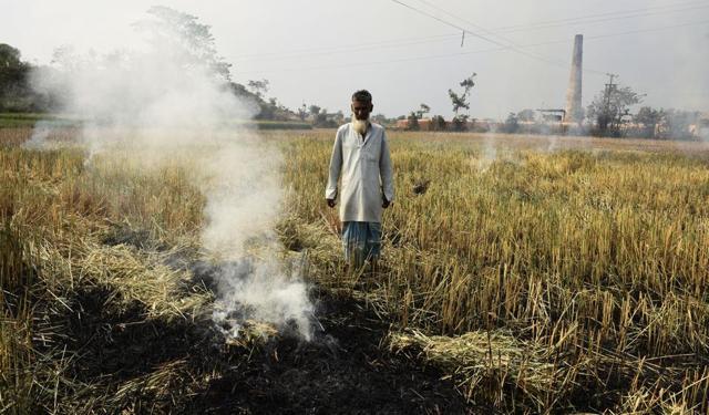 A farmer helplessly stares at his crop after setting the field on fire in Nadia district. (Suvankar Chakraborty)