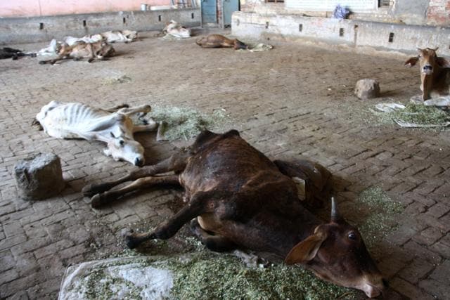 The state BJP government, which prides itself on being the divine guardian of the cattle stock, may find the cow becoming the proverbial albatross around its neck if the number of strays in gaushalas continues to swell. (Manoj Dhaka/HT) The state BJP government, which prides itself on being the divine guardian of the cattle stock, may find the cow becoming the proverbial albatross around its neck if the number of strays in gaushalas continues to swell. (Manoj Dhaka/HT)