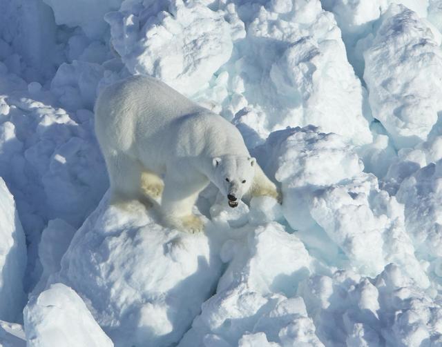 In this April 8, 2011, photo provided by the US Geological Survey, a polar bear walks across rubble ice in the Alaska portion of the southern Beaufort Sea. Rapid global warming has increased the speed of sea ice drifting off Alaska's northern coasts and polar bears are paying a price, according to a new federal study. (AP File Photo) In this April 8, 2011, photo provided by the US Geological Survey, a polar bear walks across rubble ice in the Alaska portion of the southern Beaufort Sea. Rapid global warming has increased the speed of sea ice drifting off Alaska's northern coasts and polar bears are paying a price, according to a new federal study. (AP File Photo)