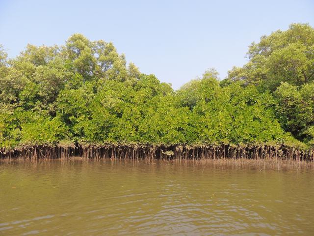 Anjarle in Ratnagiri. (Mohan Upadhye)