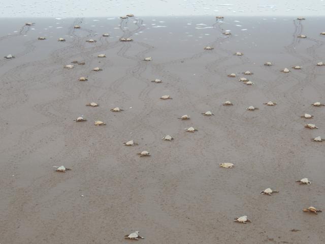Olive Ridley turtle hatchlings at Velas. (Mohan Upadhye)