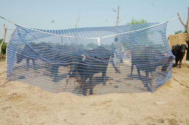 Buffaloes are herded under a net to protect them from mosquitoes. (HT Photo) Buffaloes are herded under a net to protect them from mosquitoes. (HT Photo)