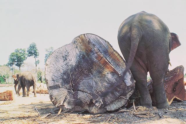 An elephant and a log, in the timber yard, Hut Bay, Little Andaman Island, 1998 (Photo: Pankaj Sekhsaria) An elephant and a log, in the timber yard, Hut Bay, Little Andaman Island, 1998 (Photo: Pankaj Sekhsaria)
