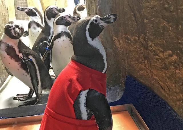 Mr. Molt is the youngest of the seven penguins in the Byculla zoo. All others are aged between 2 and 3 years. (HT PHOTO)