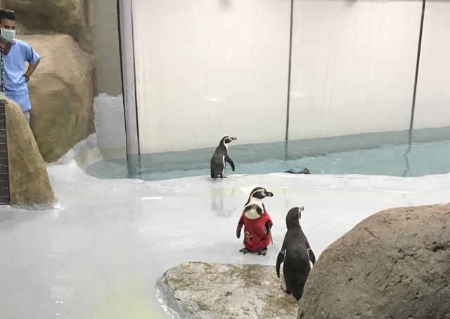 The penguins are kept in a 1,550-sqft soundproof public exhibit at the zoo. (HT PHOTO)