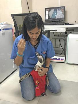 Dr. Madhumita Kale gives Mr Molt a check-up on his birthday on Friday. (HT PHOTO)