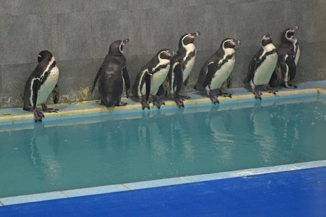 The penguins at Byculla zoo. (HT FILE)