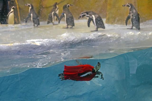 Mr Molt takes a break from the group and chills in the pool. (Pratik Chorge/HT Photo)