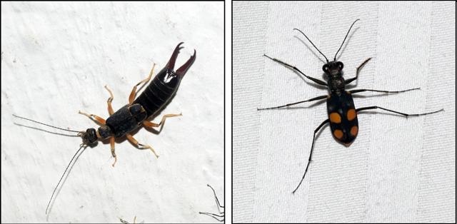 Specimens of an Earwig and (right) a Tiger beetle collected from Siswan jungle. (Kritish De) Specimens of an Earwig and (right) a Tiger beetle collected from Siswan jungle. (Kritish De)