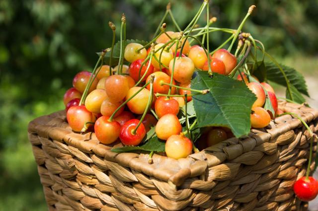 Cherries can prevent oral infections and protect from seasonal infections. (Shutterstock) Cherries can prevent oral infections and protect from seasonal infections. (Shutterstock)