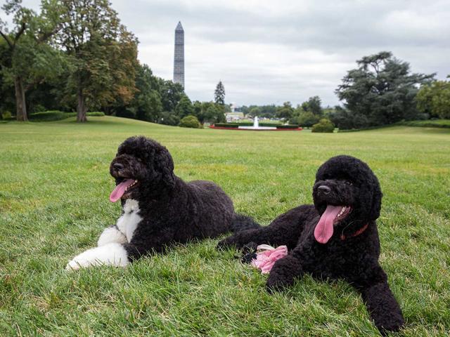 Obama's pet dogs Bo and Sunny.  (Wikipedia)