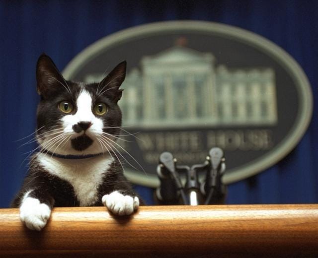 Socks, the cat peers over the podium in the White House briefing room in Washington.  (AP File Photo)