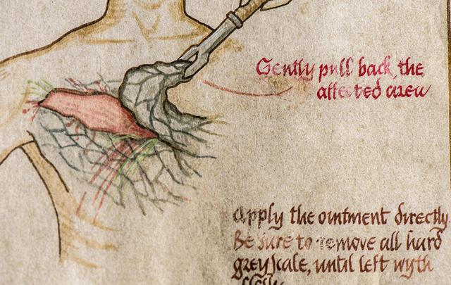 The illustration shows how to peel off the scales. The illustration shows how to peel off the scales.