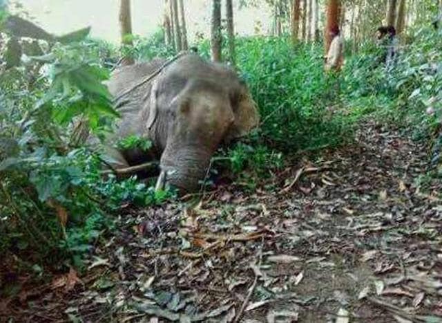 Wild Elephant Dies In Kerala’s Munnar After It Is Chased, Attacked With ...