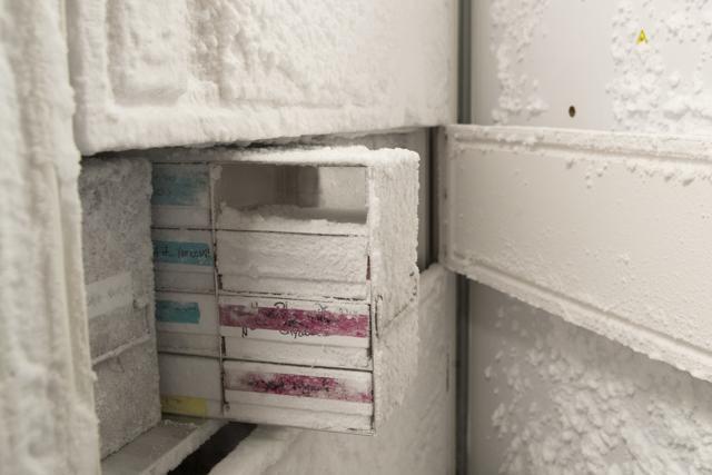Yeast cultures are stored in a freezer in a New York University lab at the Alexandria Center for Life Sciences in New York, where researchers are attempting to create completely man-made, custom-built DNA. (AP Photo) Yeast cultures are stored in a freezer in a New York University lab at the Alexandria Center for Life Sciences in New York, where researchers are attempting to create completely man-made, custom-built DNA. (AP Photo)