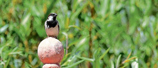 A house sparrow perched at Kargil War Memorial in Drass. (Sagar Mahamuni) A house sparrow perched at Kargil War Memorial in Drass. (Sagar Mahamuni)