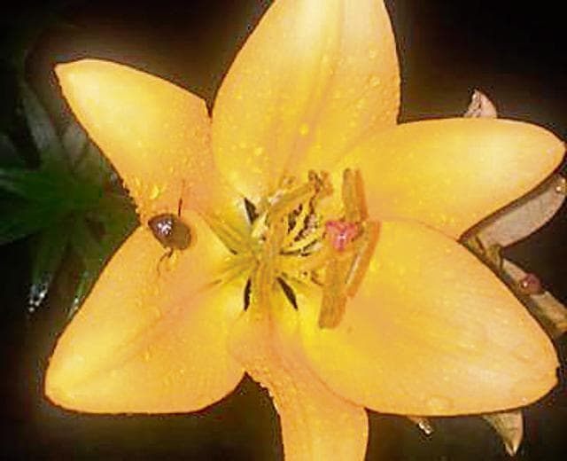 In a rain-filled Lilium near Manali, a beetle at night. (Vikram Jit Singh)