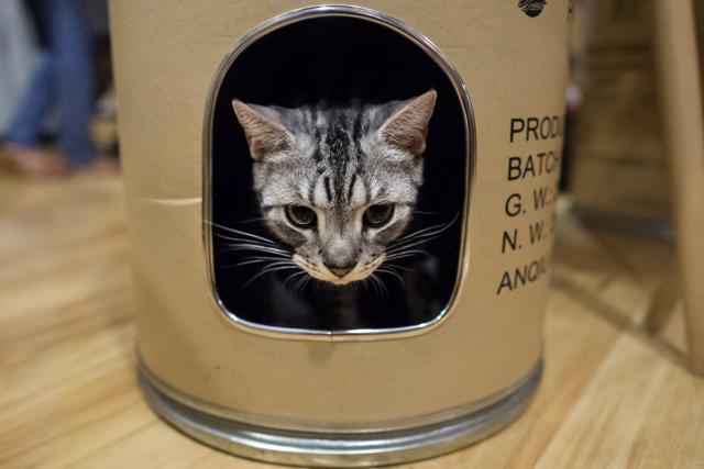 A cat peeks out from inside a cylinder-shaped space for cats at the Catpuchino Cafe. (AFP)