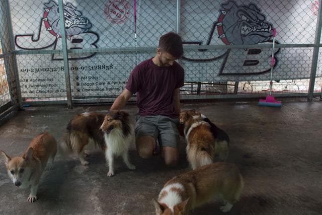 A customer plays with dogs at a dog coffee shop in Yangon. (AFP)