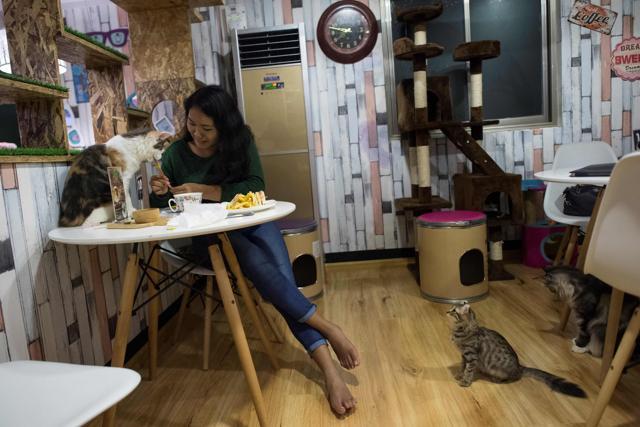 A woman interacts with a cat at the Catpuchino Cafe. (AFP)