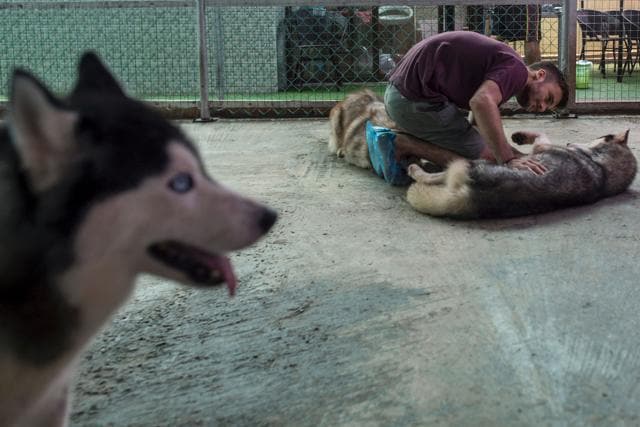Corgis, blue-eyed Huskies and their giant cousin, the Alaskan Malamute, lavish customers with free love and licks at this coffee shop in Yangon. (AFP)